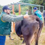 Impulsan la mejora genética del ganado en Bambamarca