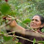 “El café que nos une”: Concurso Nacional de Fotografía celebra la identidad del café peruano
