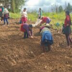 Municipalidad de Bambamarca impulsa biohuertos en escuelas y comedores