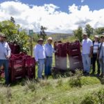 Impulsan primera cosecha de palta Hass certificada para exportación en el Valle de Condebamba
